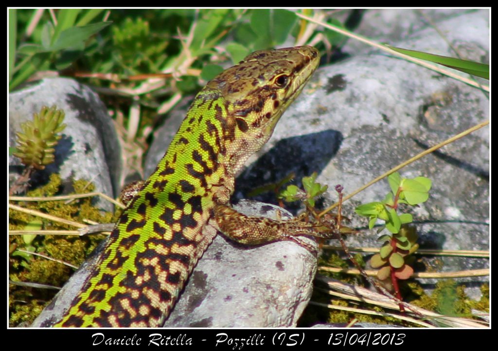 Un p di Podarcis siculus campestris della mia zona!
